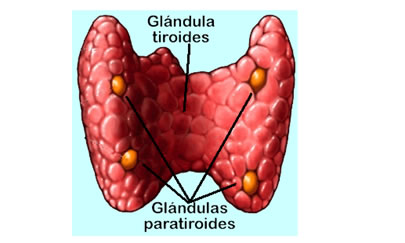 endocrina