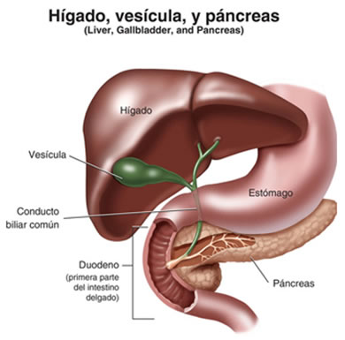 hepatobiliopancreática 